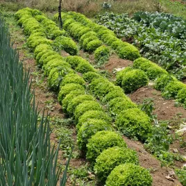 Una plantación